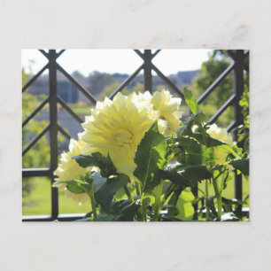 Carte Postale Kelvin Floolight Dinnerplate Dahlia