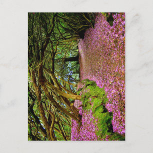 Carte Postale Kenmare Fairy Road