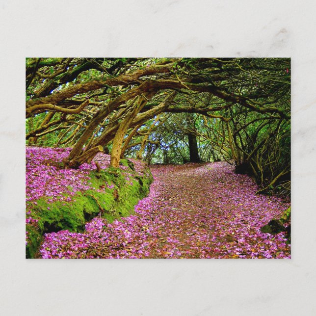 Carte Postale Kenmare Fairy Road (Devant)