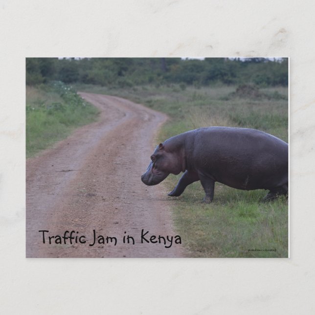 Carte Postale Kenya Afrique Embouteillage Hippo (Devant)