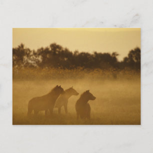Carte Postale Kenya : Le parc national du lac Turkana a repéré d