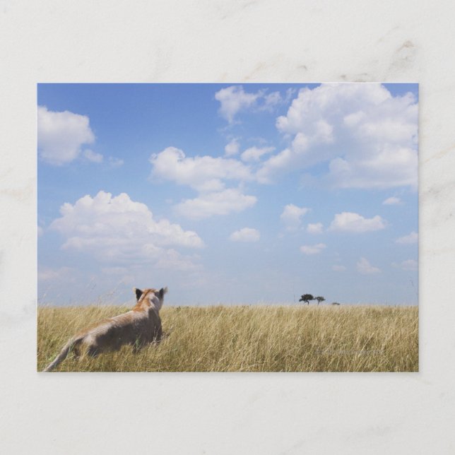 Carte Postale Kenya, Masai Mara (Devant)