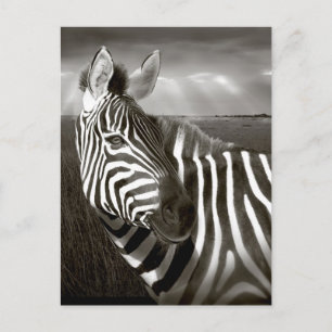 Carte Postale Kenya. Noir & blanc de zèbre et plaine.