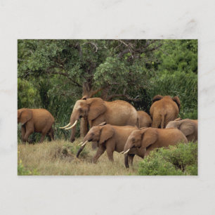 Carte Postale Kenya : Parc national de Tsavo East, troupeau afri