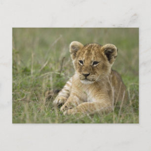Carte Postale Kenya, réserve de gibier Masai Mara. Lion d'Afriqu