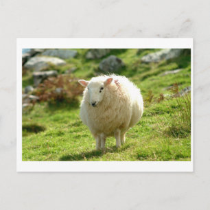 Carte Postale Kerry Sheep sur l'anneau de Kerry