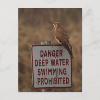 Carte Postale Kestrel