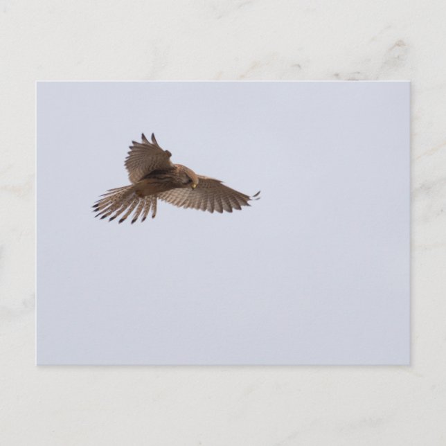 Carte Postale Kestrel (Devant)