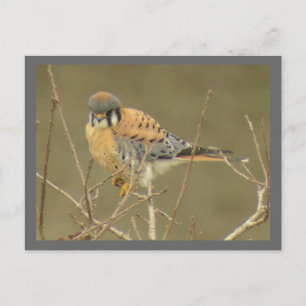 Carte postale Kestrel