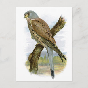 Carte Postale Kestrel commun - Falco tinnunculus