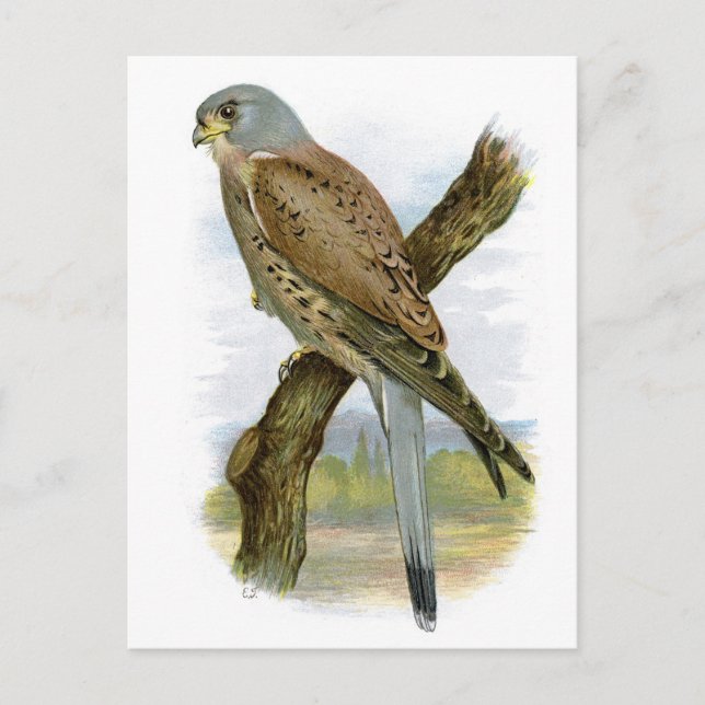 Carte Postale Kestrel commun - Falco tinnunculus (Devant)