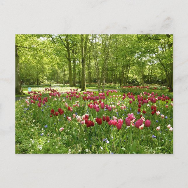 Carte Postale Keukenhof 2 (Devant)