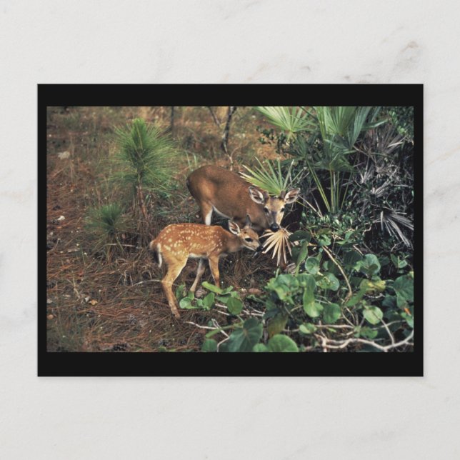 Carte Postale Key Deer (Devant)