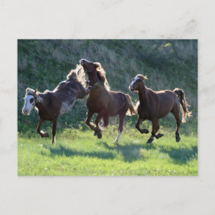 Carte Postale Kicking