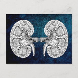 CARTE POSTALE KIDNEY 2