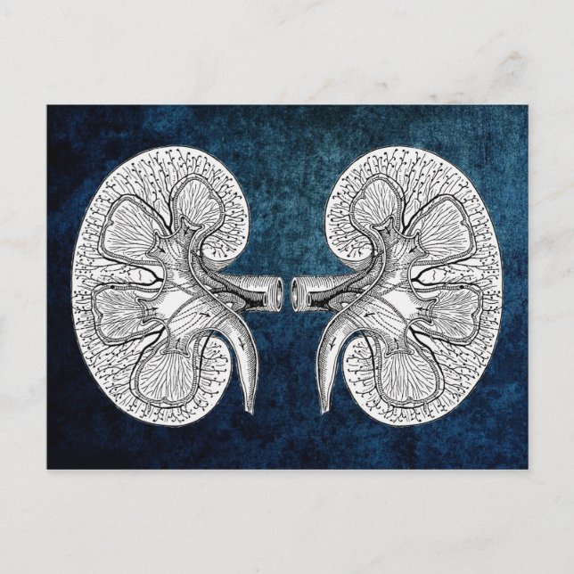 CARTE POSTALE KIDNEY 2 (Devant)