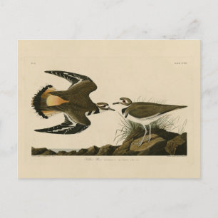 Carte Postale Kildeer Plover (Killdeer) Audubon Birds of America