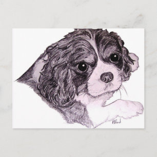 Carte postale King Charles Cavalier Spaniel