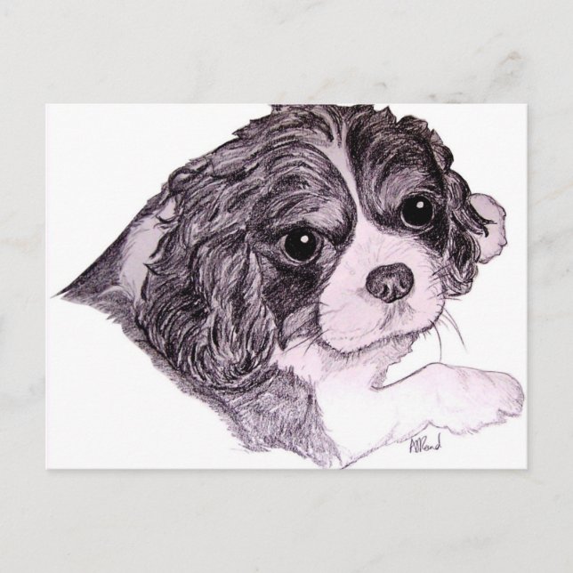 Carte postale King Charles Cavalier Spaniel (Devant)