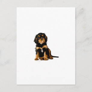 Carte Postale King Charles Spaniel Noir & Tan