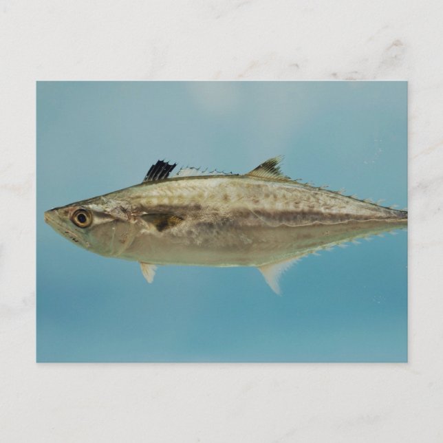 Carte Postale King Mackerel (Devant)