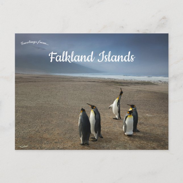 Carte Postale King Penguins on Falkland Islands (Devant)