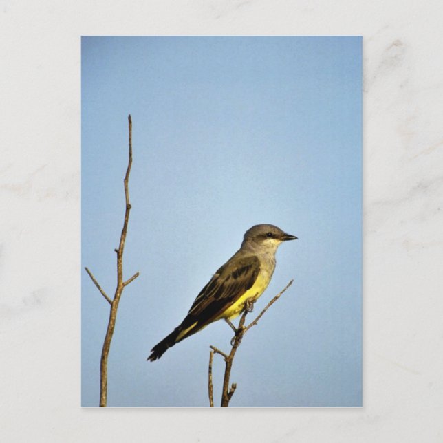 Carte Postale Kingbird de l'Ouest (Devant)