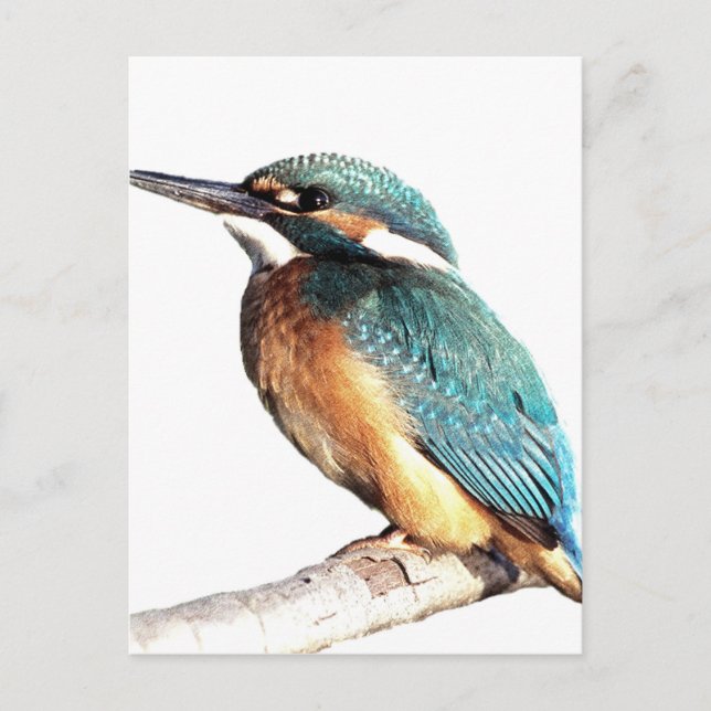 Carte Postale "Kingfisher" (Devant)