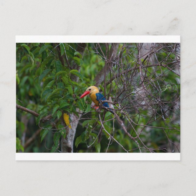 Carte Postale Kingfisher (Devant)
