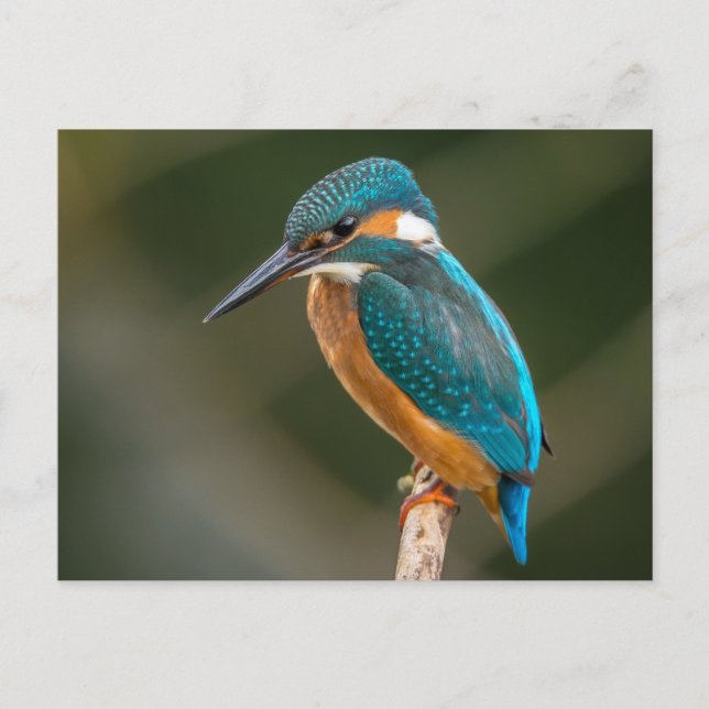 Carte Postale Kingfisher (Devant)