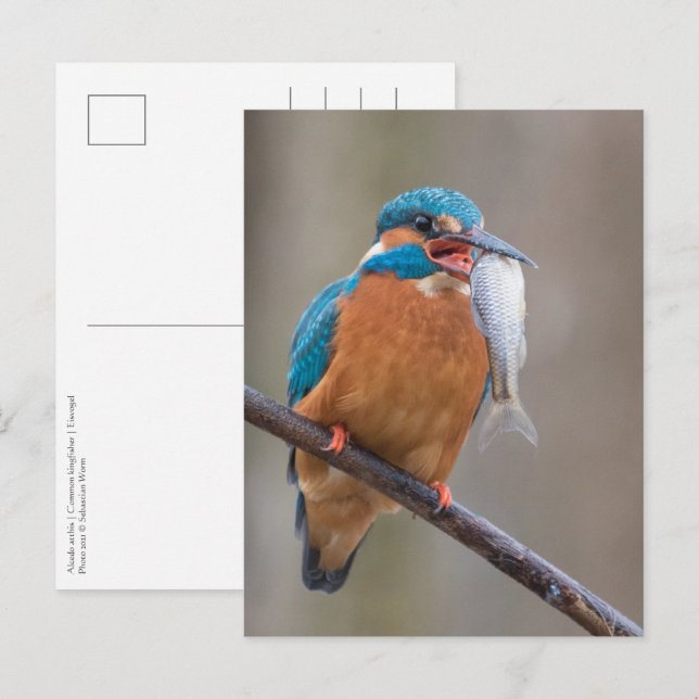 Carte Postale Kingfisher avec Prey Nature Photo (Devant / Derrière)