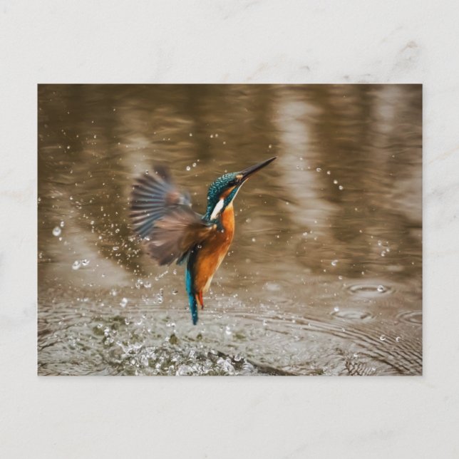 Carte Postale Kingfisher Bird Postcard (Devant)