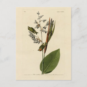 Carte Postale Kinglet couronné d'or, les oiseaux d'Amérique d'Au