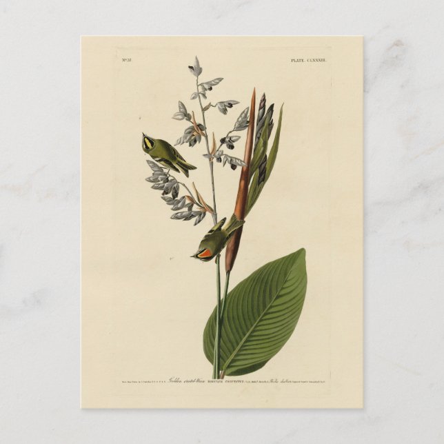 Carte Postale Kinglet couronné d'or, les oiseaux d'Amérique d'Au (Devant)