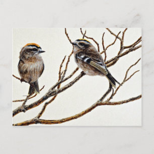 Carte Postale Kinglets à couronne dorée (mâle et femelle)