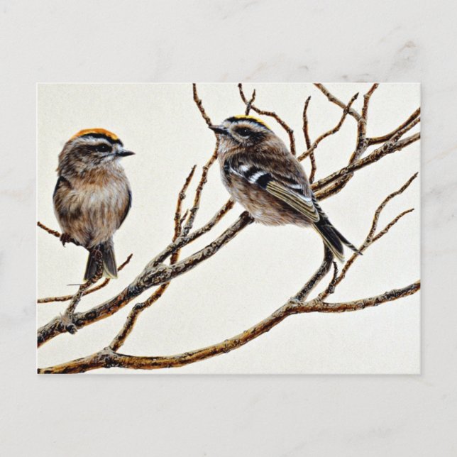 Carte Postale Kinglets à couronne dorée (mâle et femelle) (Devant)