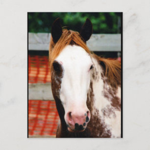 Carte Postale Kings Fancy Girl