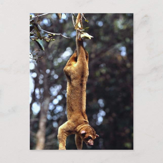 Carte Postale Kinkajou (Potos flavus) (Devant)
