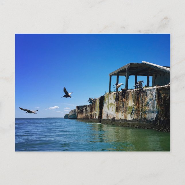 Carte Postale kiptopeke bateaux en béton et mouettes (Devant)