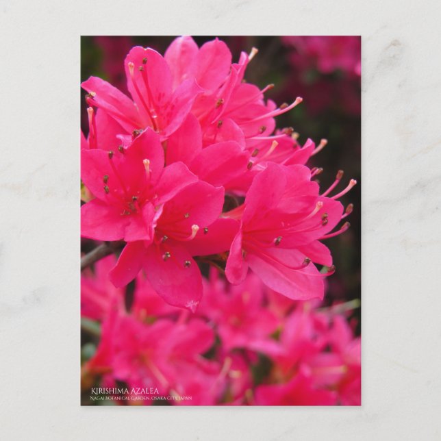 Carte Postale Kirishima Azalea (Devant)