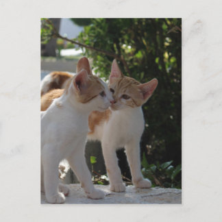 Carte Postale Kissing Cats
