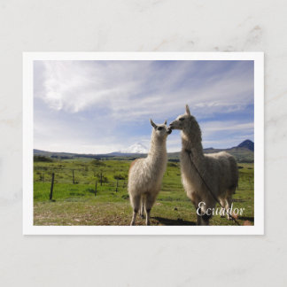 Carte Postale Kissing llamas Cotopaxi Équateur