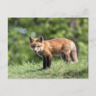 Carte Postale Kit Red Fox