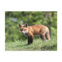 Kit Red Fox