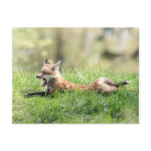 Kit Red Fox