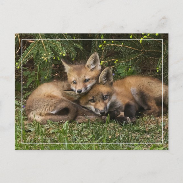 Carte Postale Kits de Fox (Devant)
