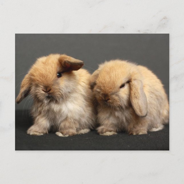Carte Postale Kits de lop mignons Holland (Devant)