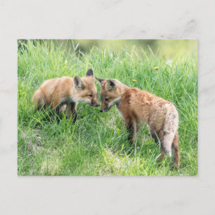 Carte Postale Kits Red Fox