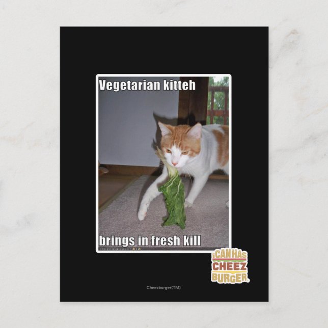 Carte Postale Kitteh végétarien (Devant)