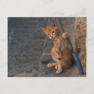 Carte postale Kitten